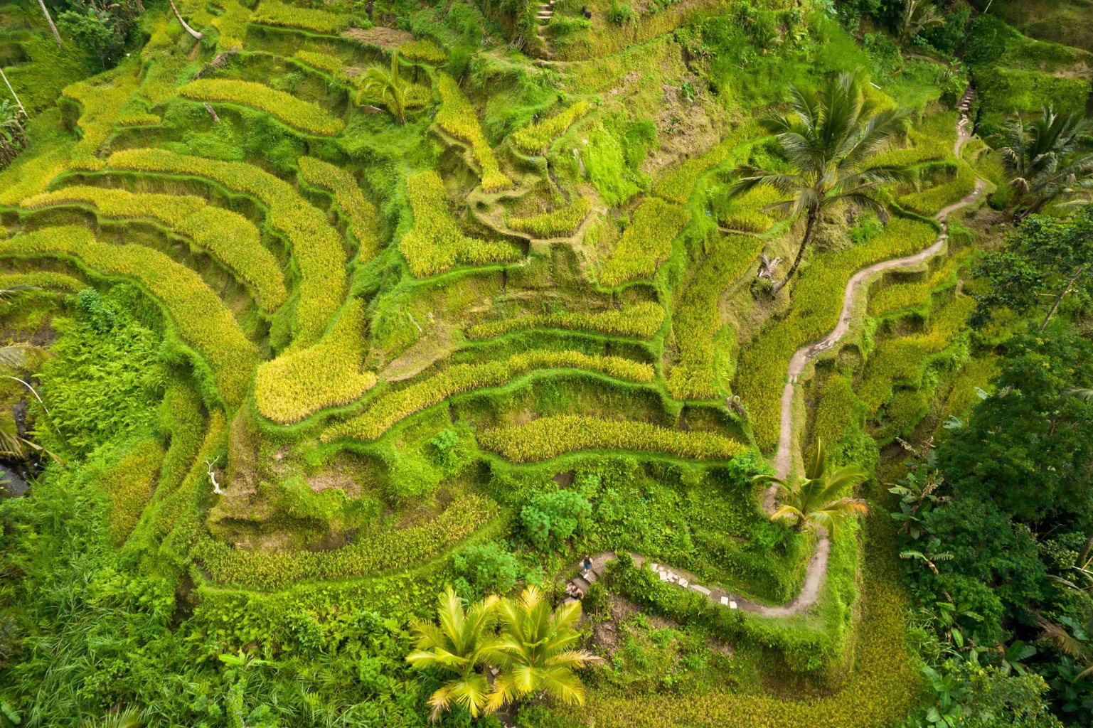 Indonesien-reisfelder-natur-the-family-project