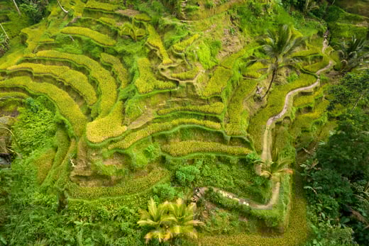 Indonesien-reisfelder-natur-the-family-project