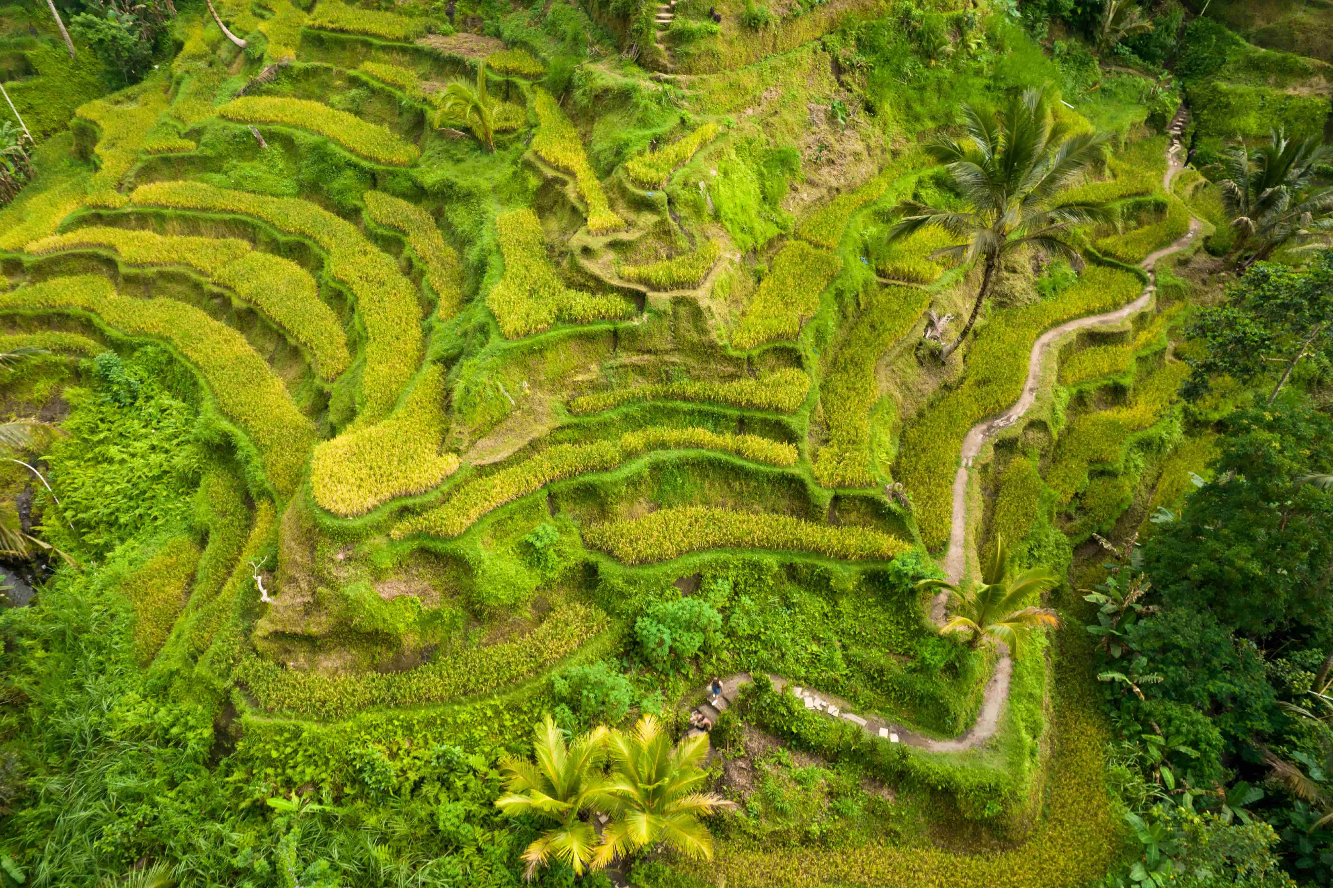 Indonesien-reisfelder-natur-the-family-project