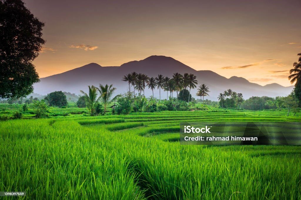 Indonesien-reisfelder-the-family-project