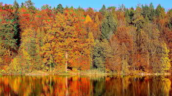 Herbstlich gefärbte Baume an einem See.