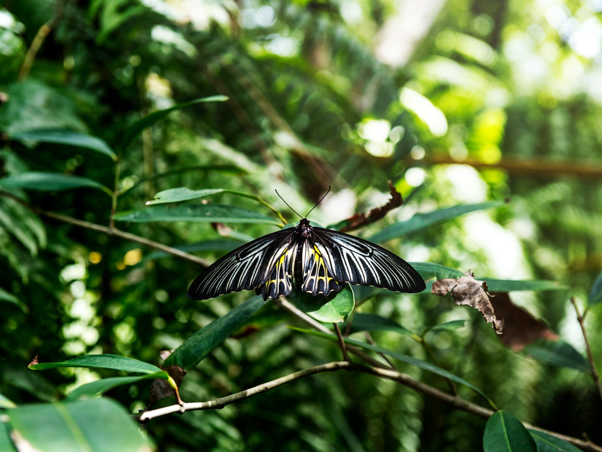Malaysia aufnahme von Schmetterling 