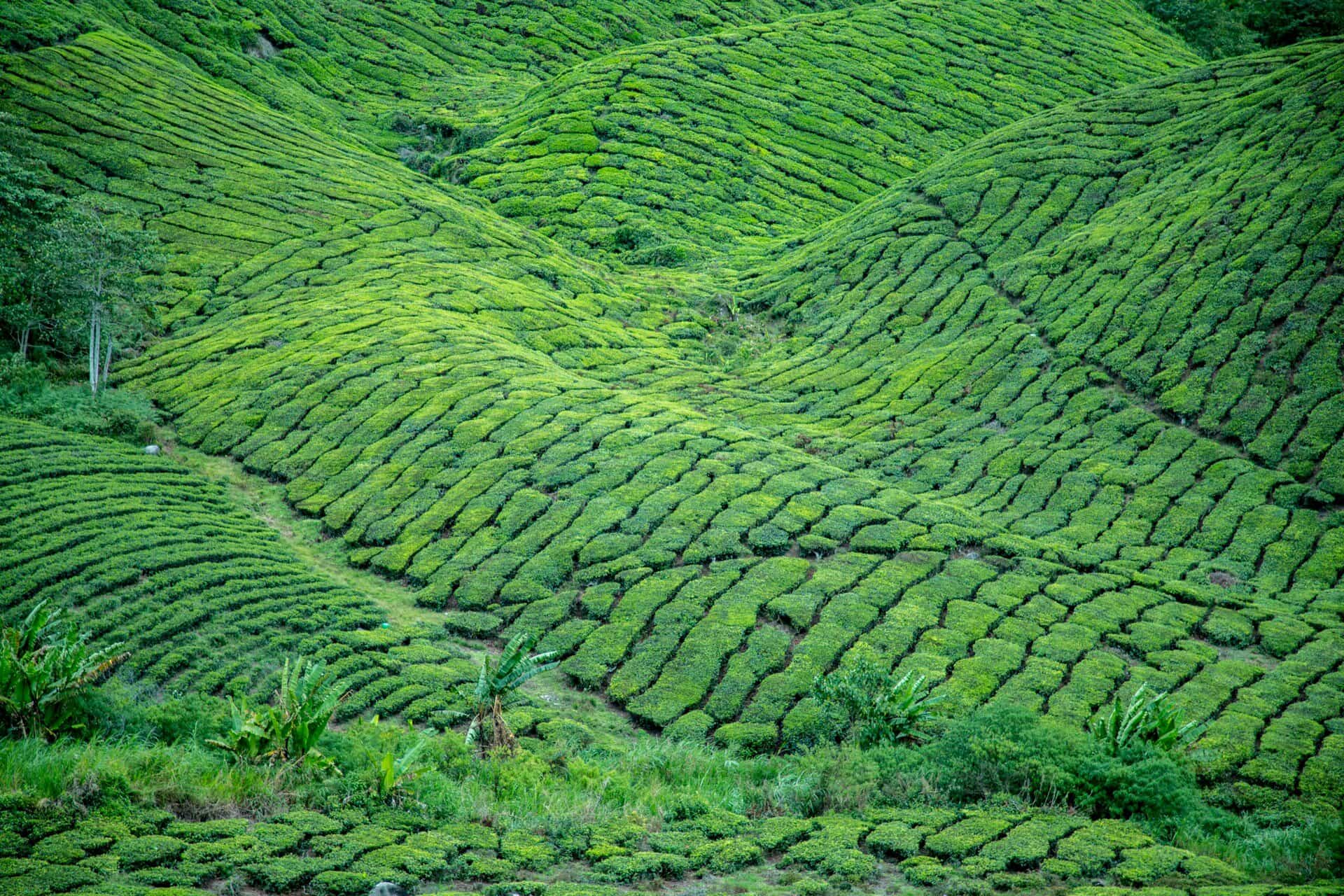Malaysia luftaufnahme natur 
