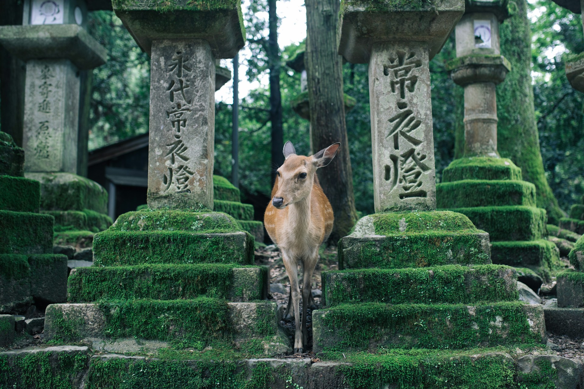 Nara, Japan, with a Child
