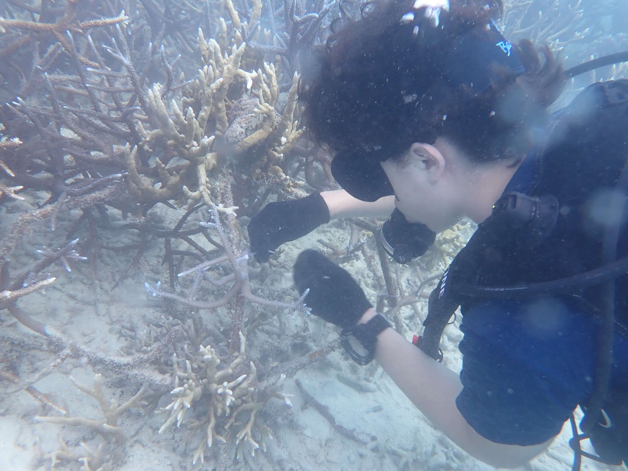 Coral-Planting-Bawah