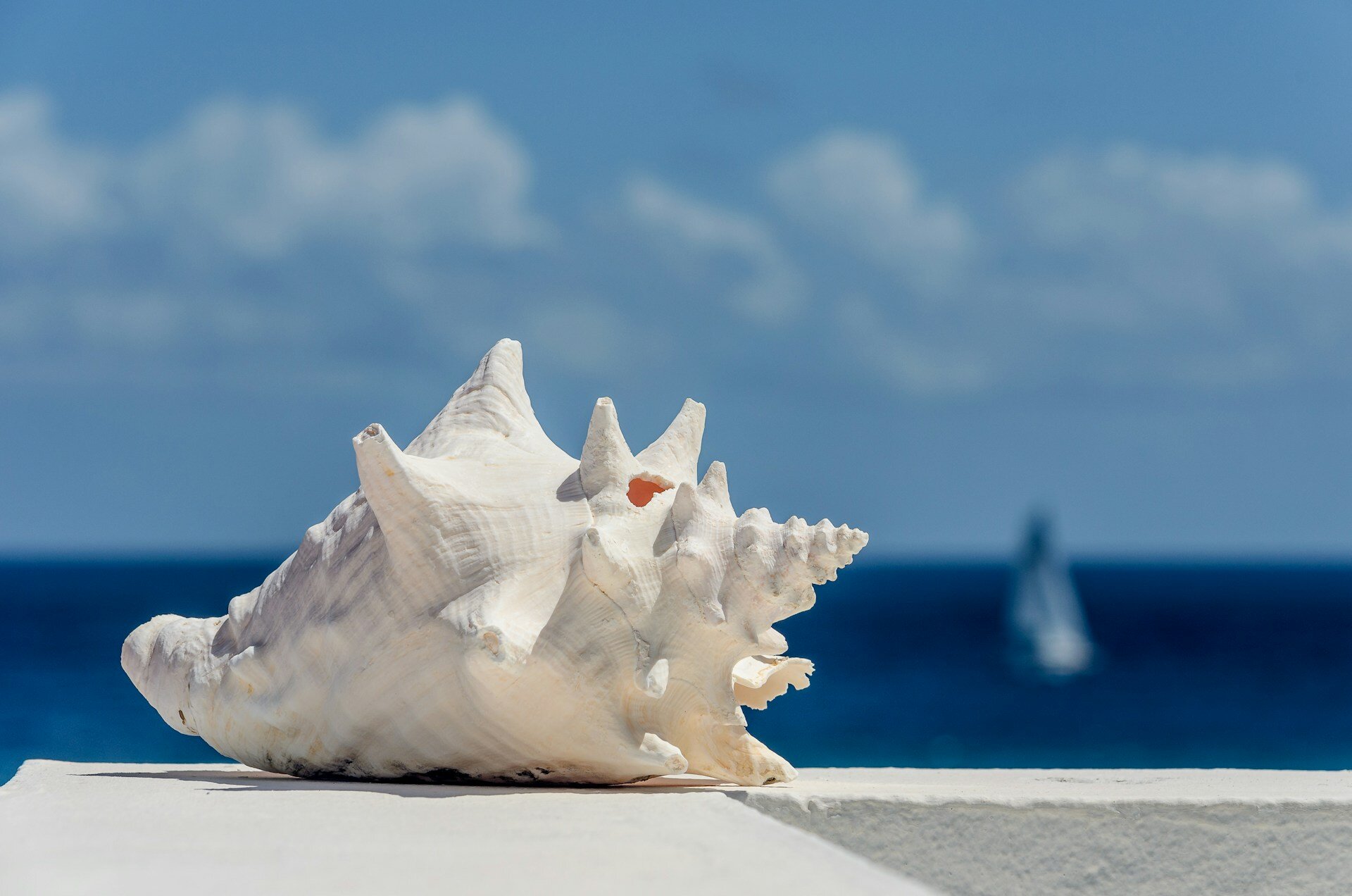 Muschel vor dem Meer