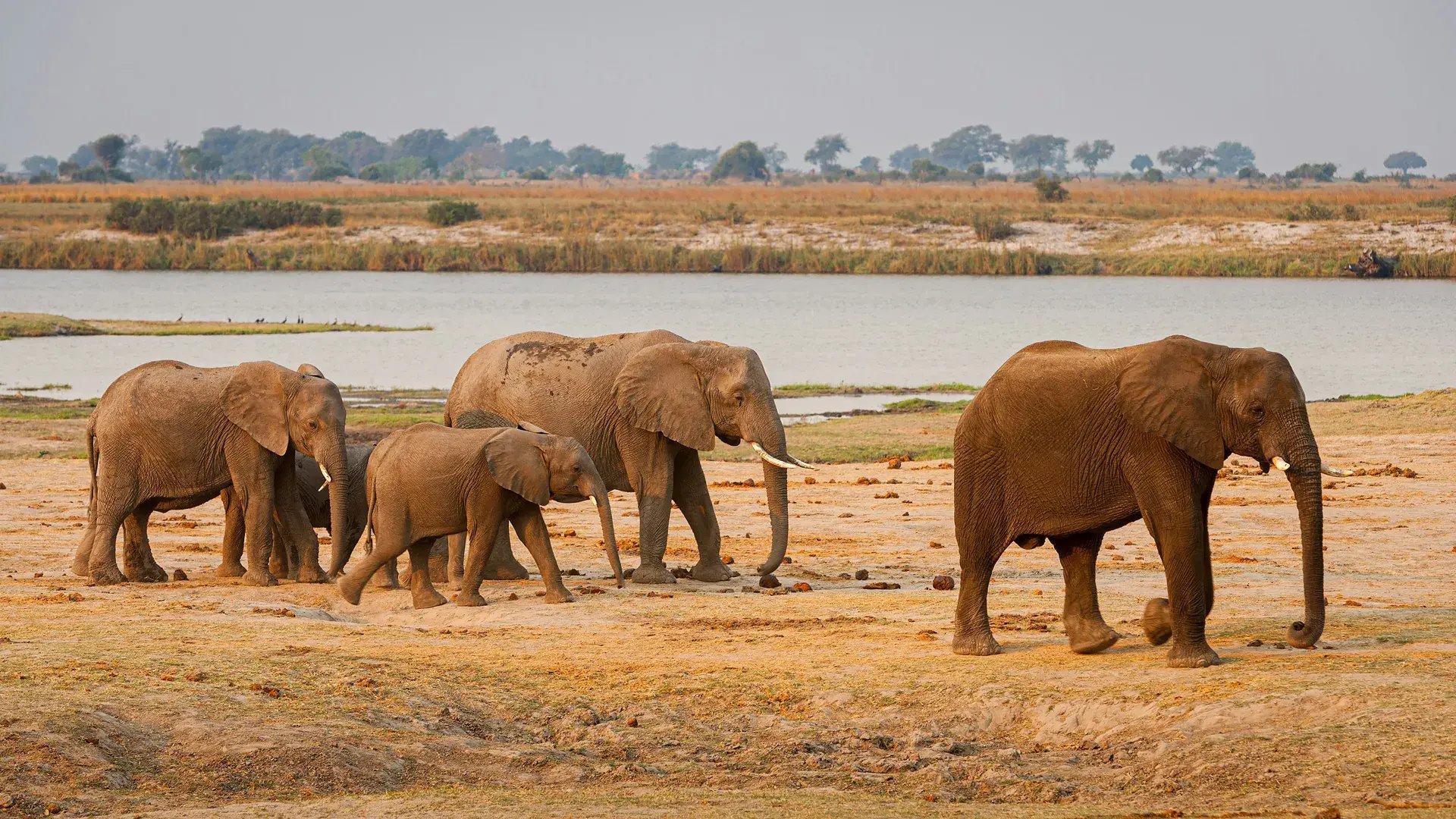 Elefantenherde in Namibia