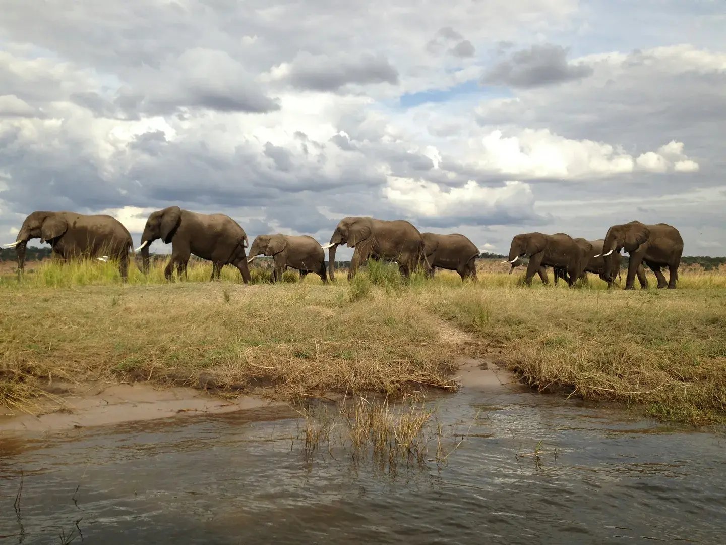 2-botswana-elefanten-wanderungen-savannen-ein-unvergessliches-familienabenteuer
