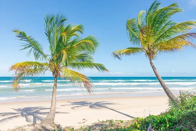 Strand mit Palmen