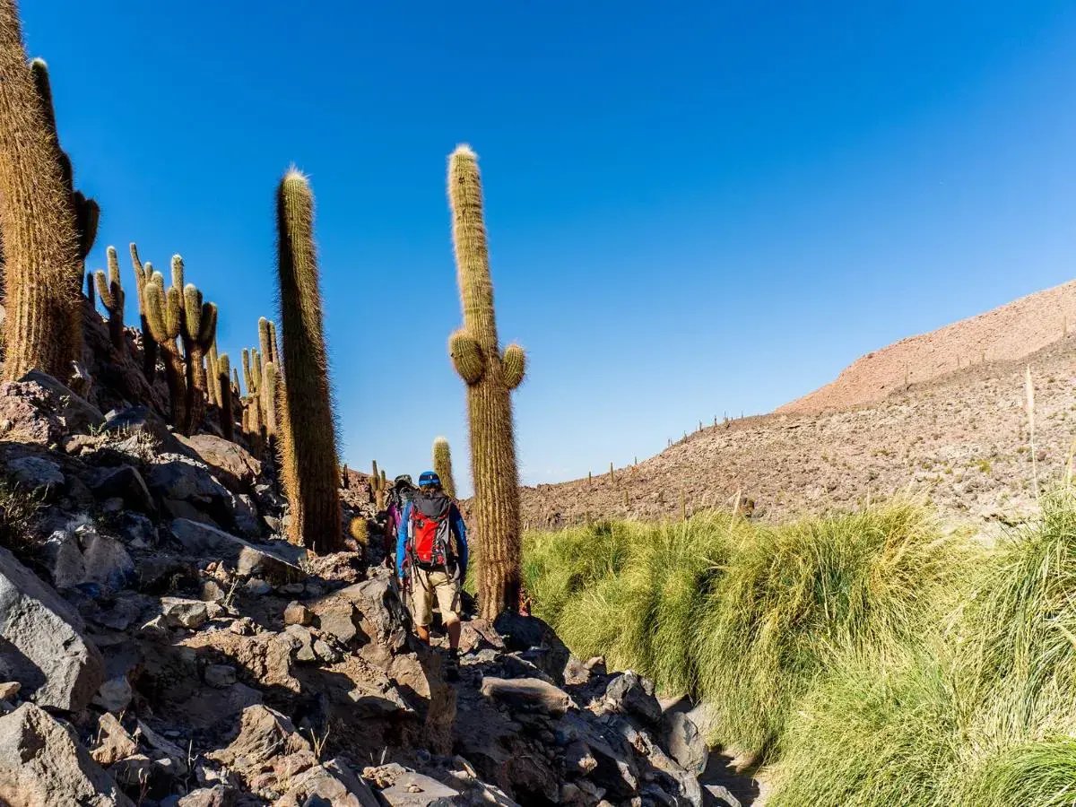 Wanderung in Chile durch große Kakteen