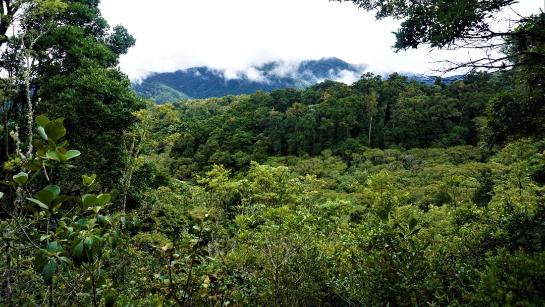 Regenwald in den Talamanca Bergen in Costa Rica