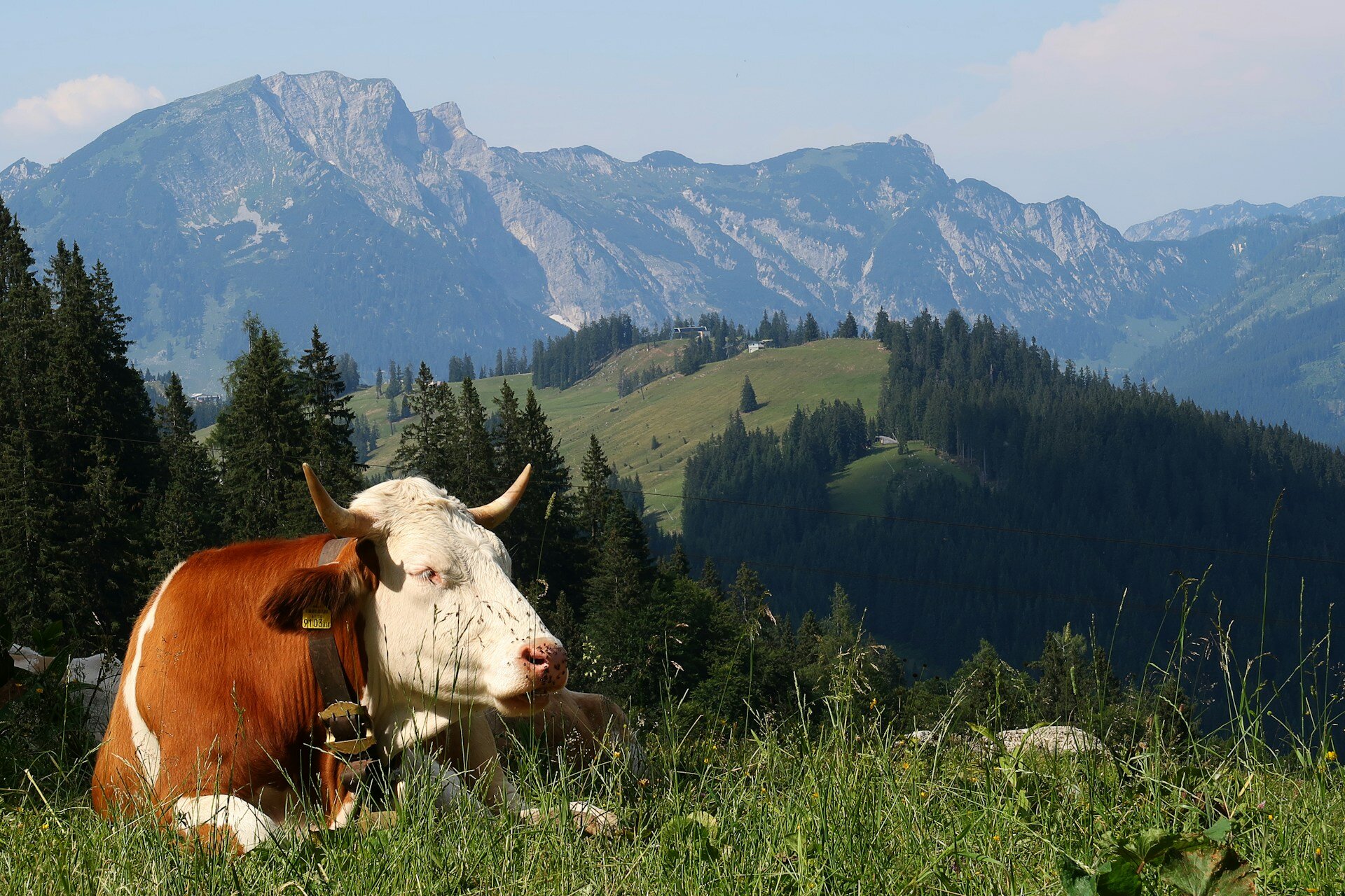 Kuh in den Alpen