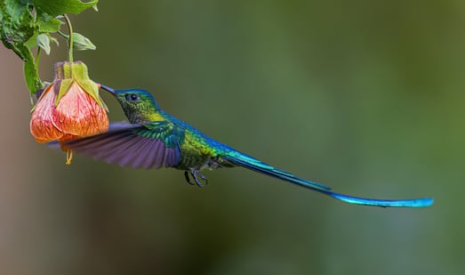 Kolibri fliegt an Blüte