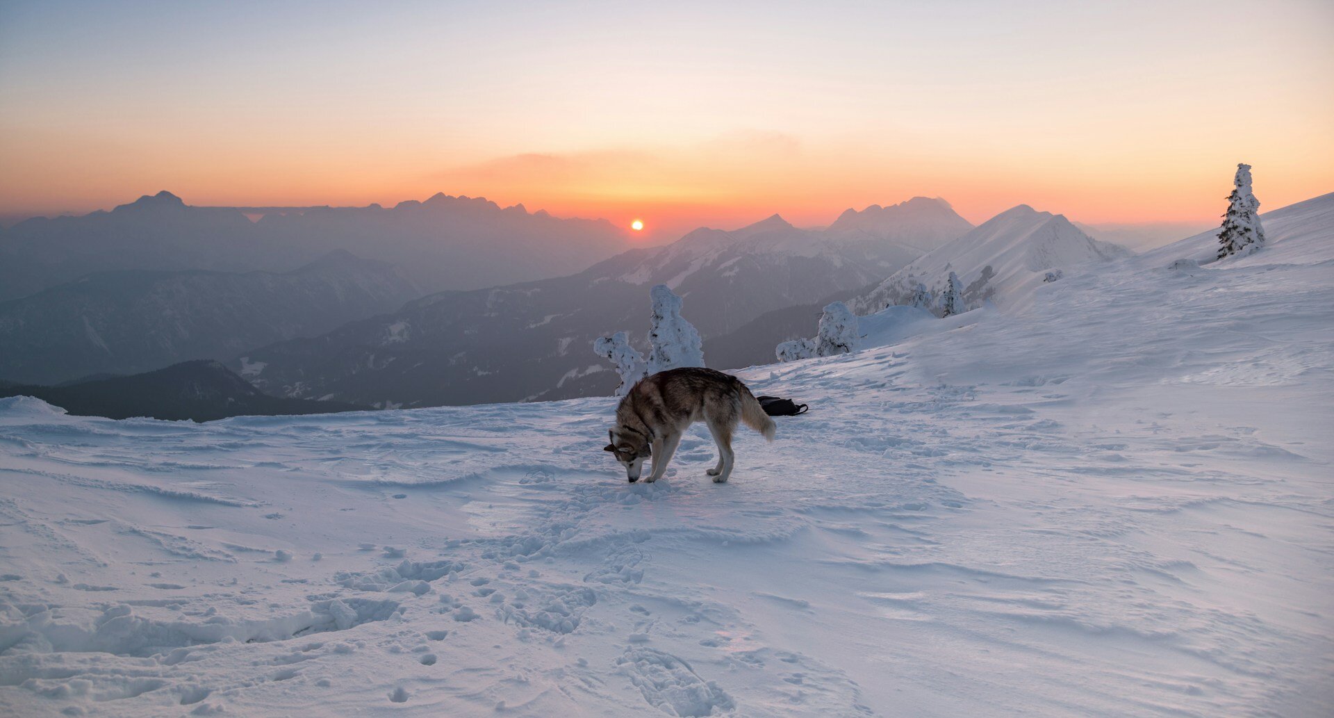 Husky im Schnee vor Bergpanorama
