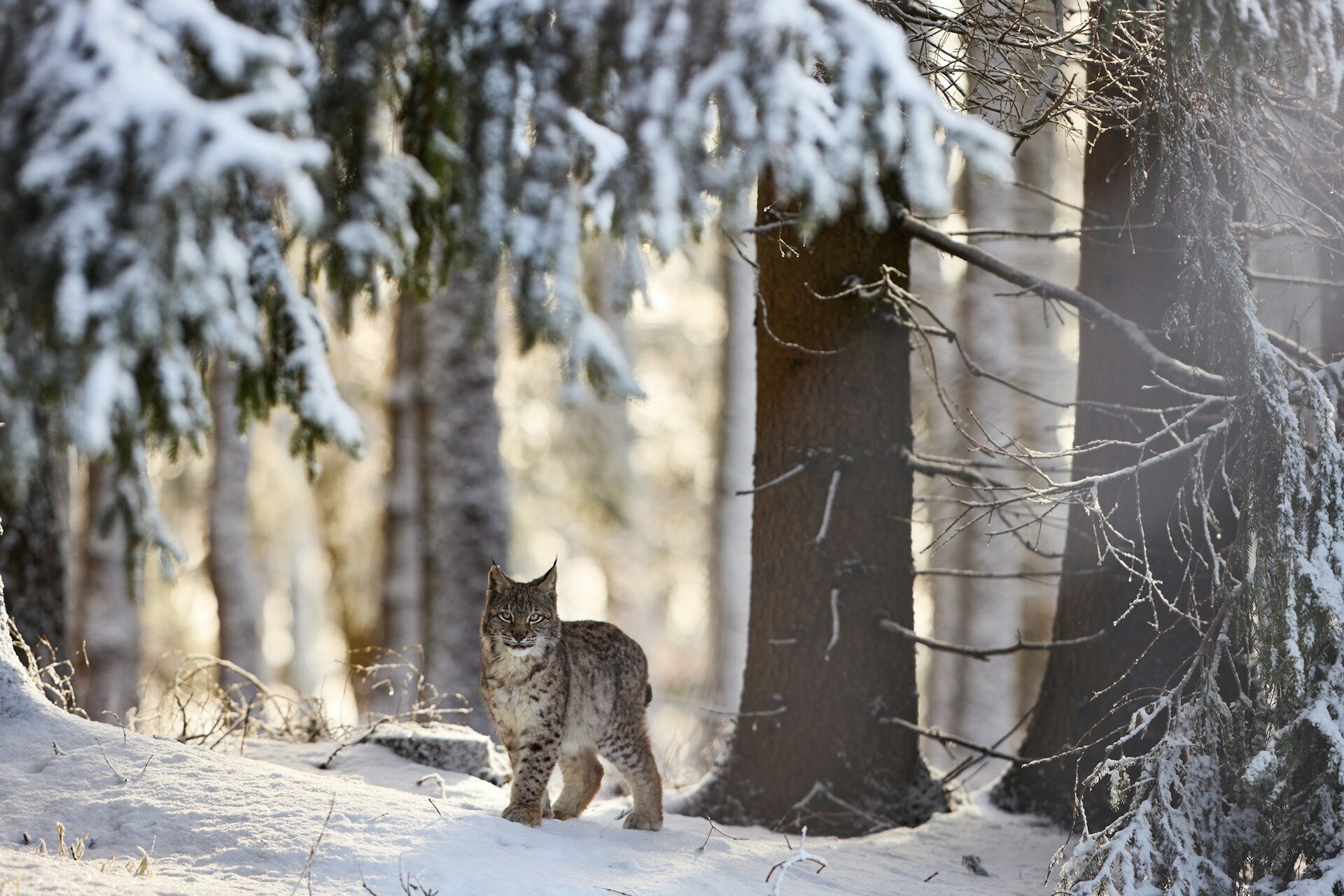 Dachs im verschneiten Wald