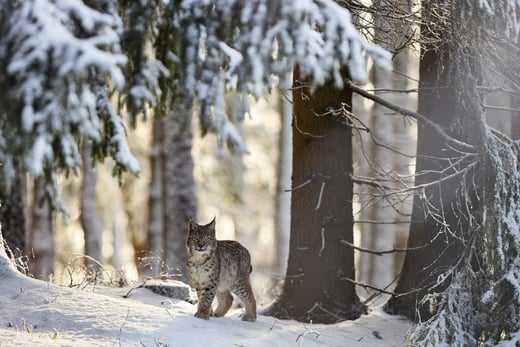 Dachs im verschneiten Wald
