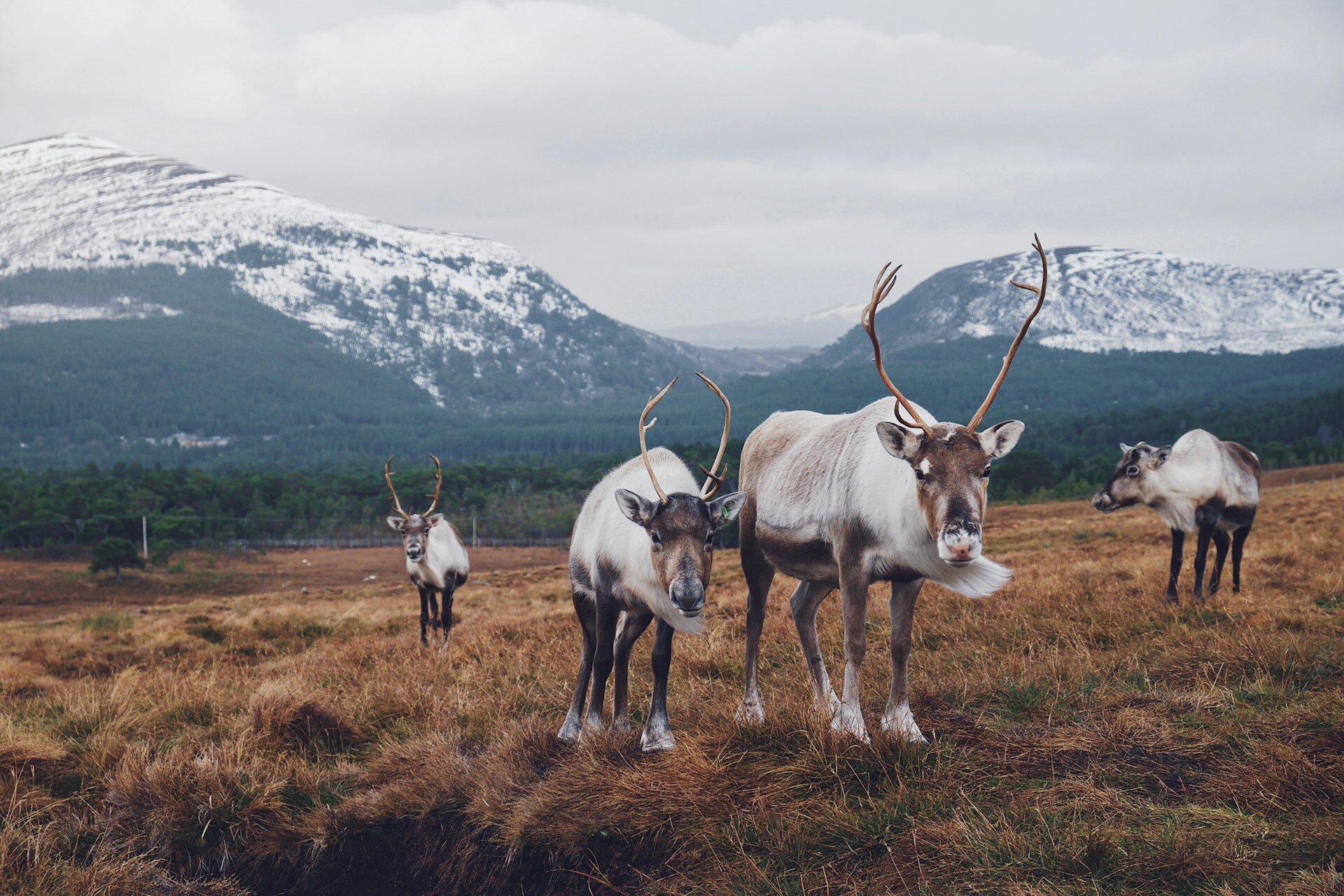 Reentiere in der Landschaft vor verschneiten Bergen