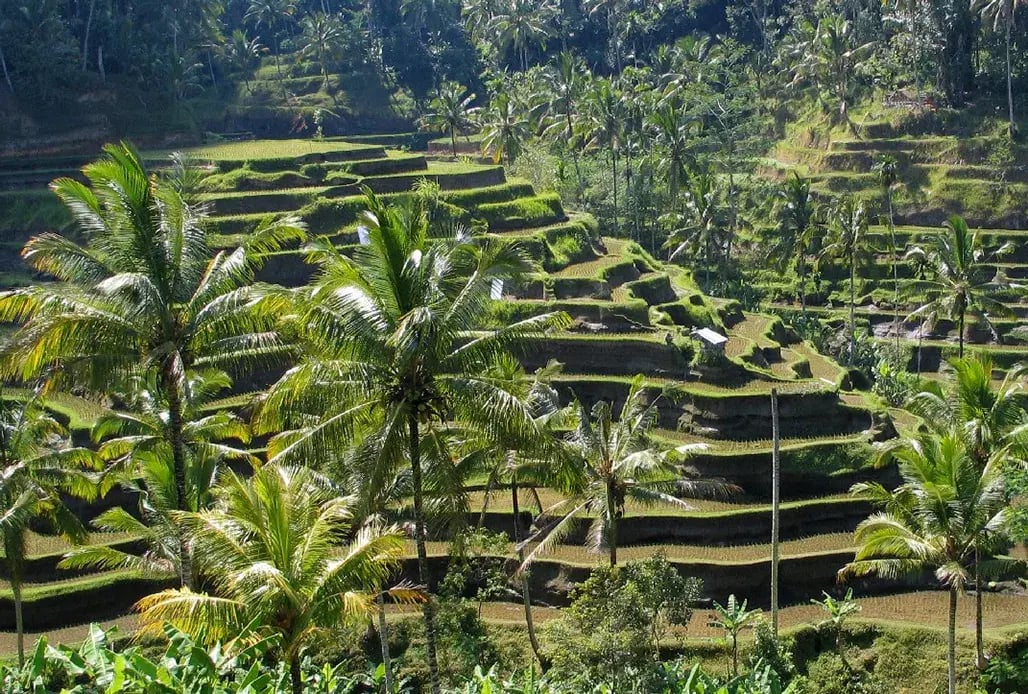 7 indonesien ubud kappa senses familienluxusreisen