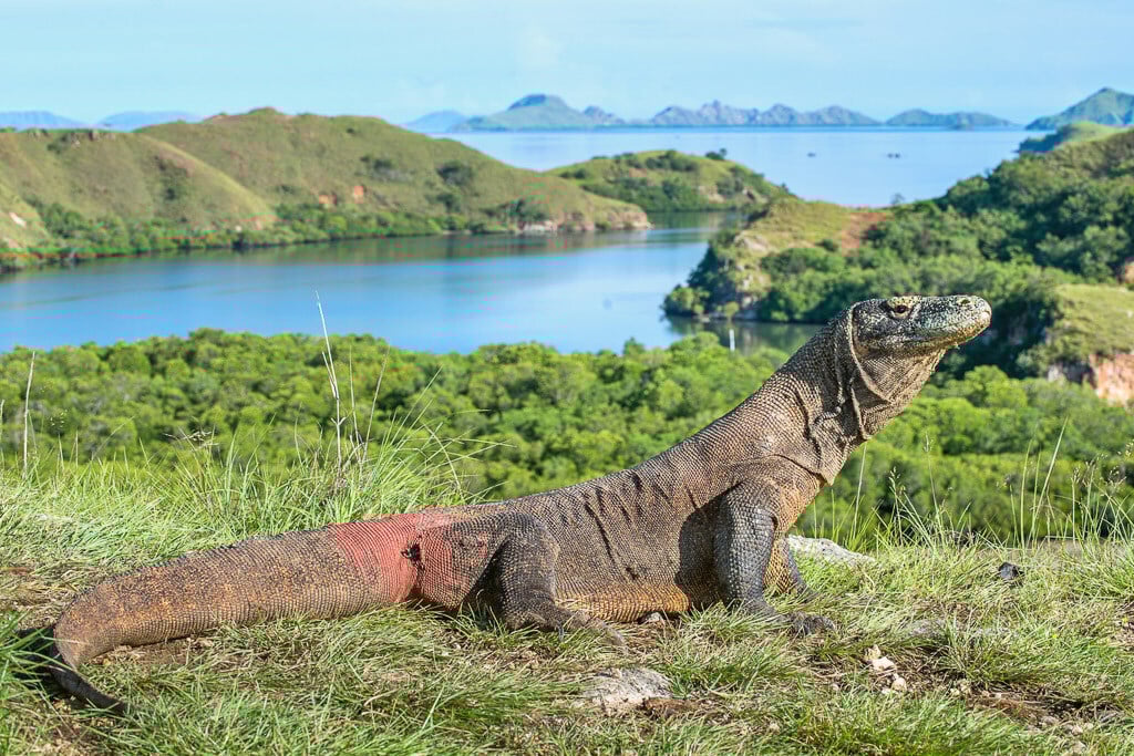 Komodowaran ruht in der grünen Landschaft von Komodo