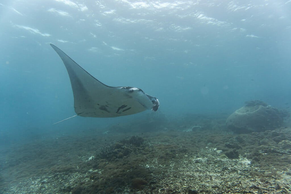 Manta schwimmt elegant über den Meeresgrund