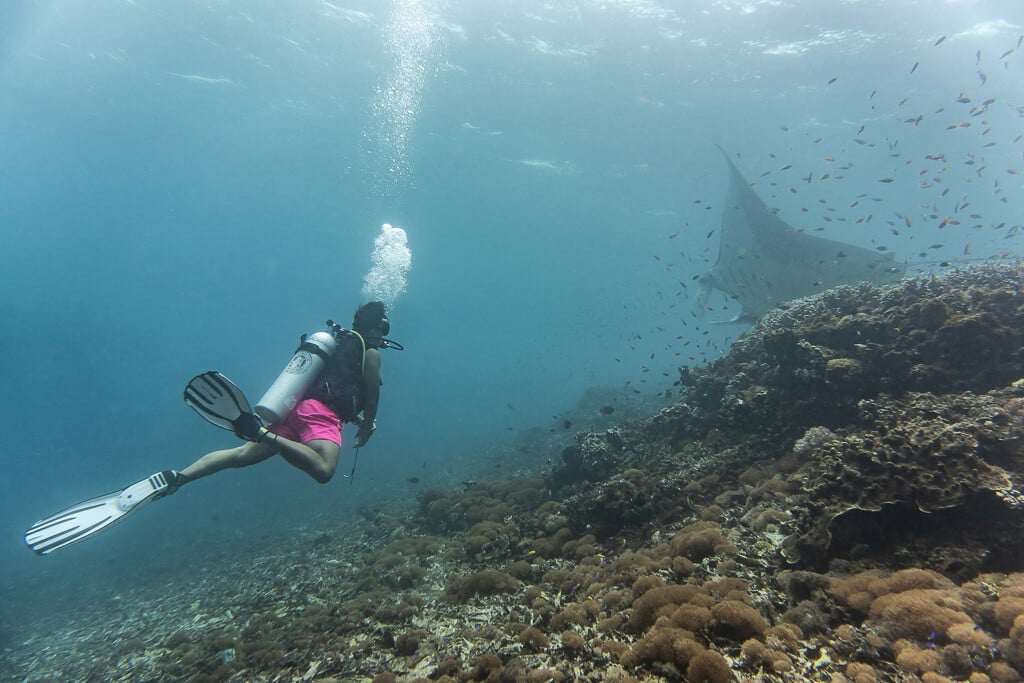 Taucher beobachtet einen Manta, der von einem Fischschwarm umgeben ist