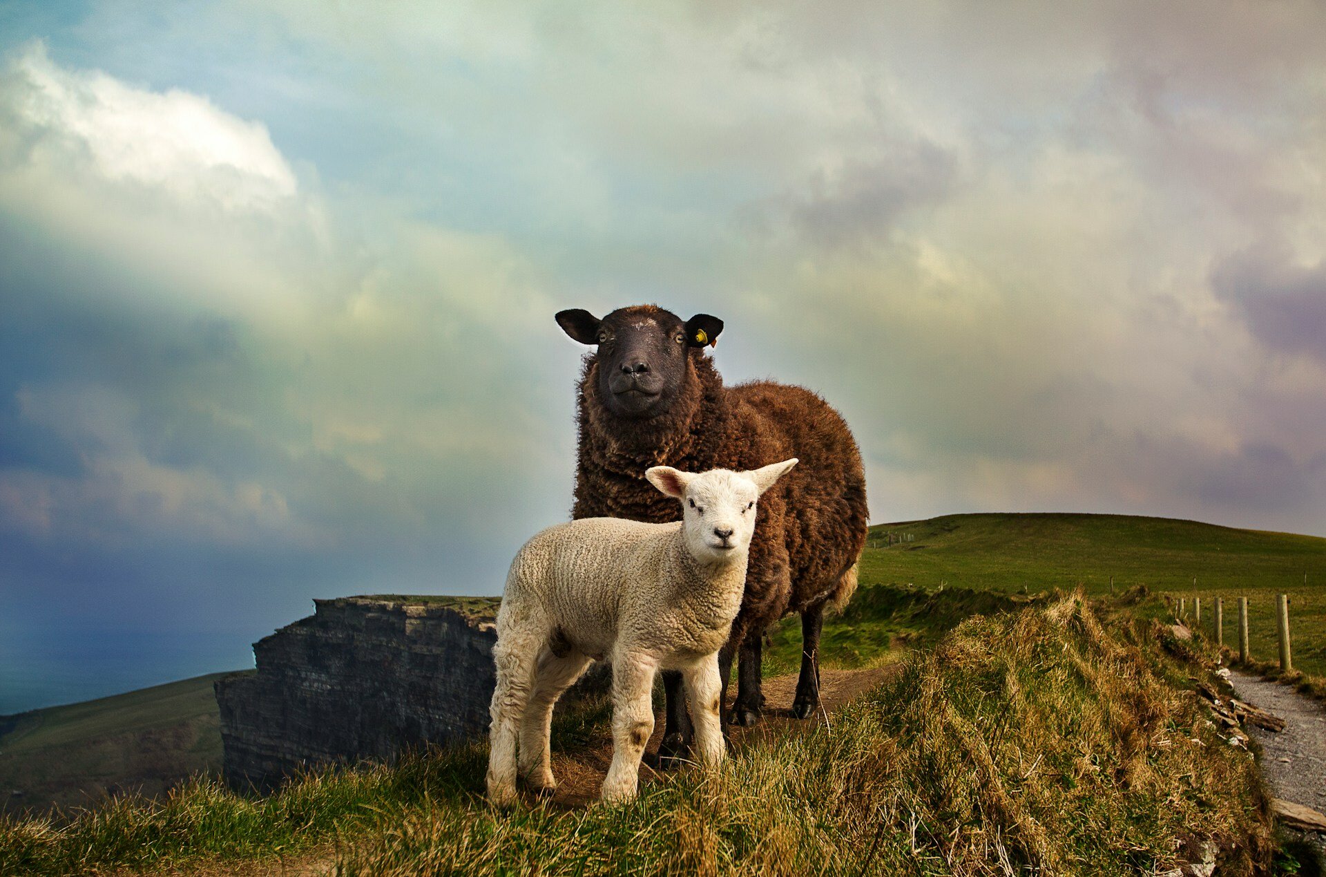 irland-familienluxusreisen-schafe