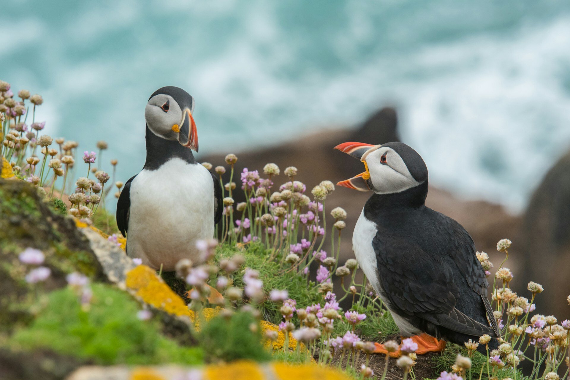irland-familienluxusreisen-vögel