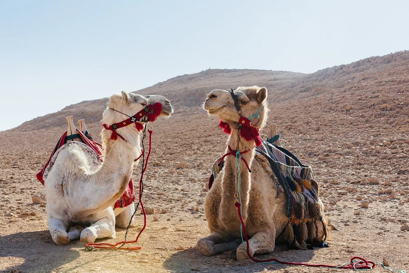 4 israel wuste kamele familienluxusreisen