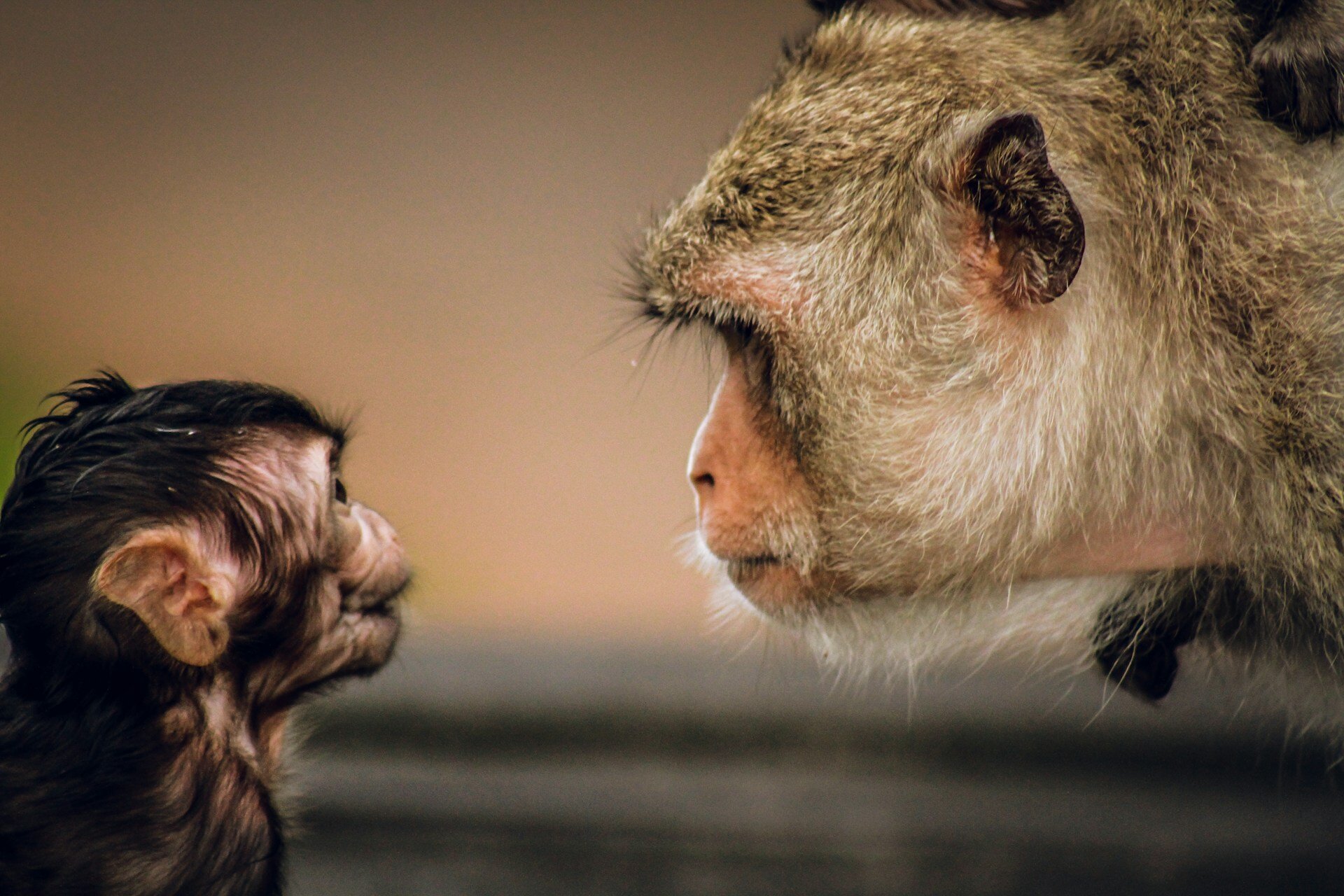 Babyaffe mit Mutter