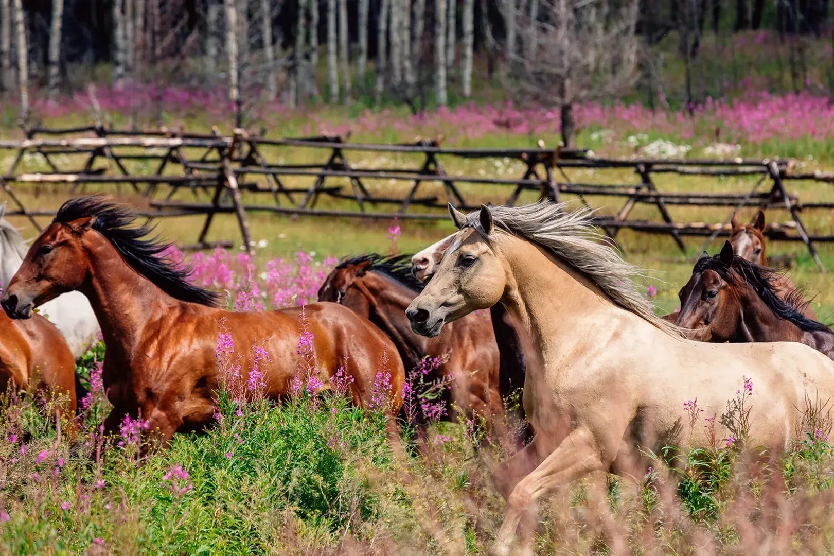 9 kanada natur pferde reiten