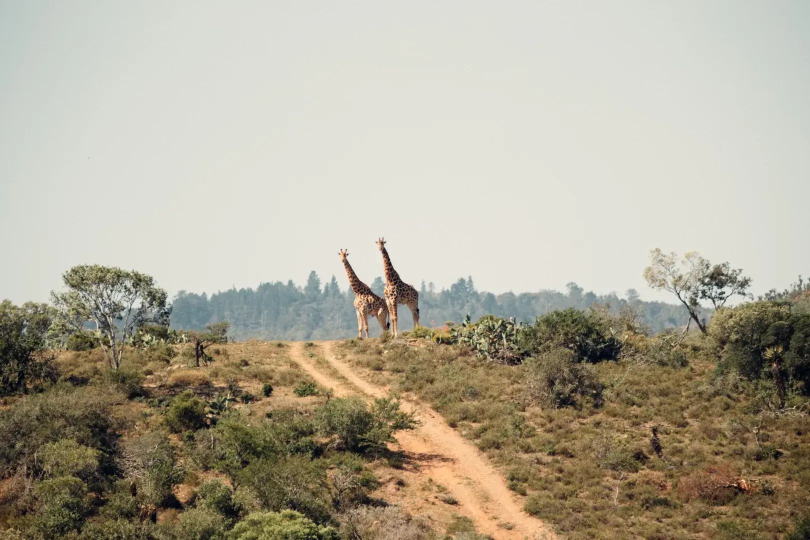 3-kenia-giraffen-unvergessliche-familienluxusreise-natur