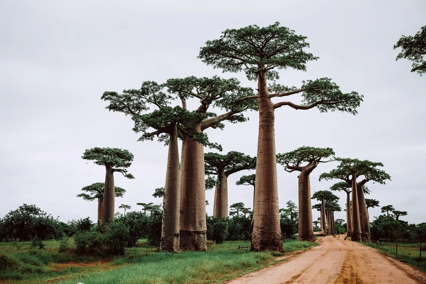 große Baobabs in Madagaskar