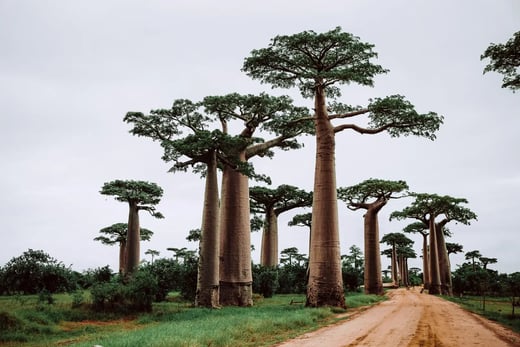 große Baobabs in Madagaskar