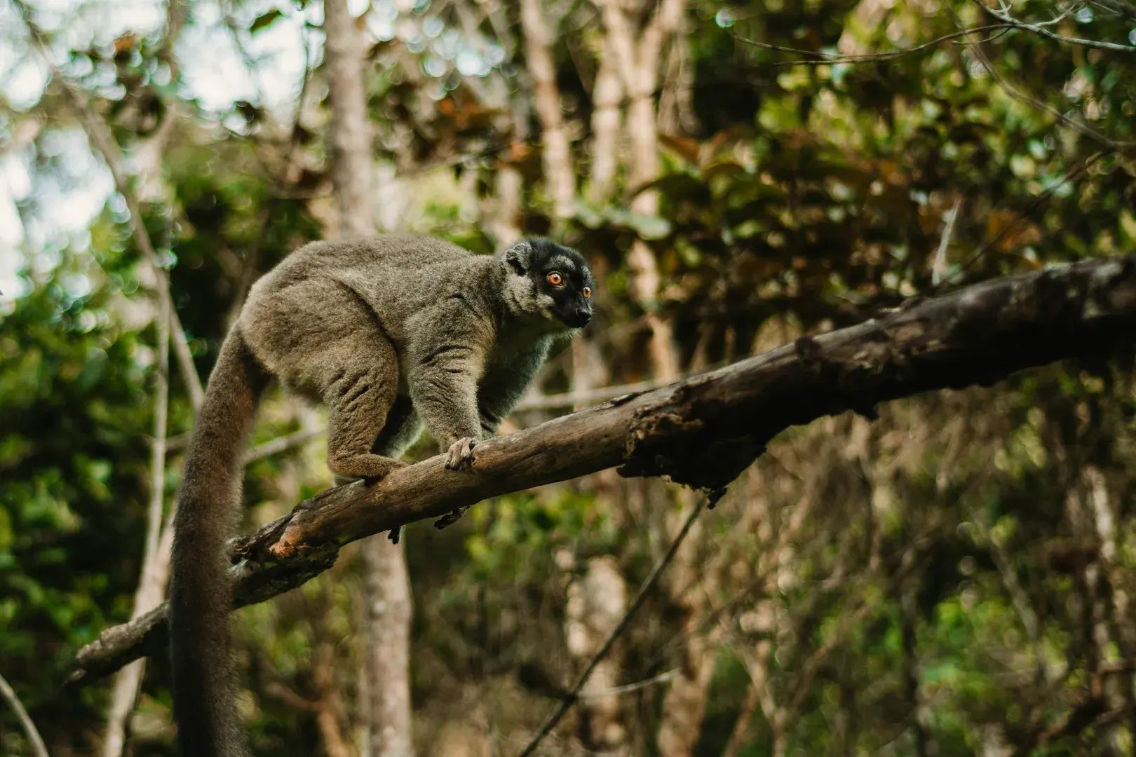 Ein Lemur auf einem Ast im Jungel