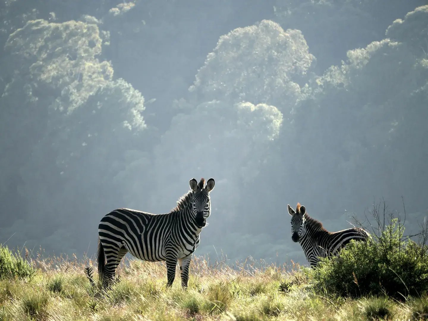 4 malawis wildnis zebras ein naturerlebnis fur familienluxusreisen in den weiten savannen