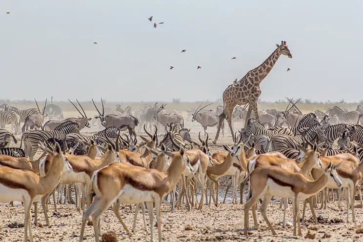 Tiere im Etosha Park