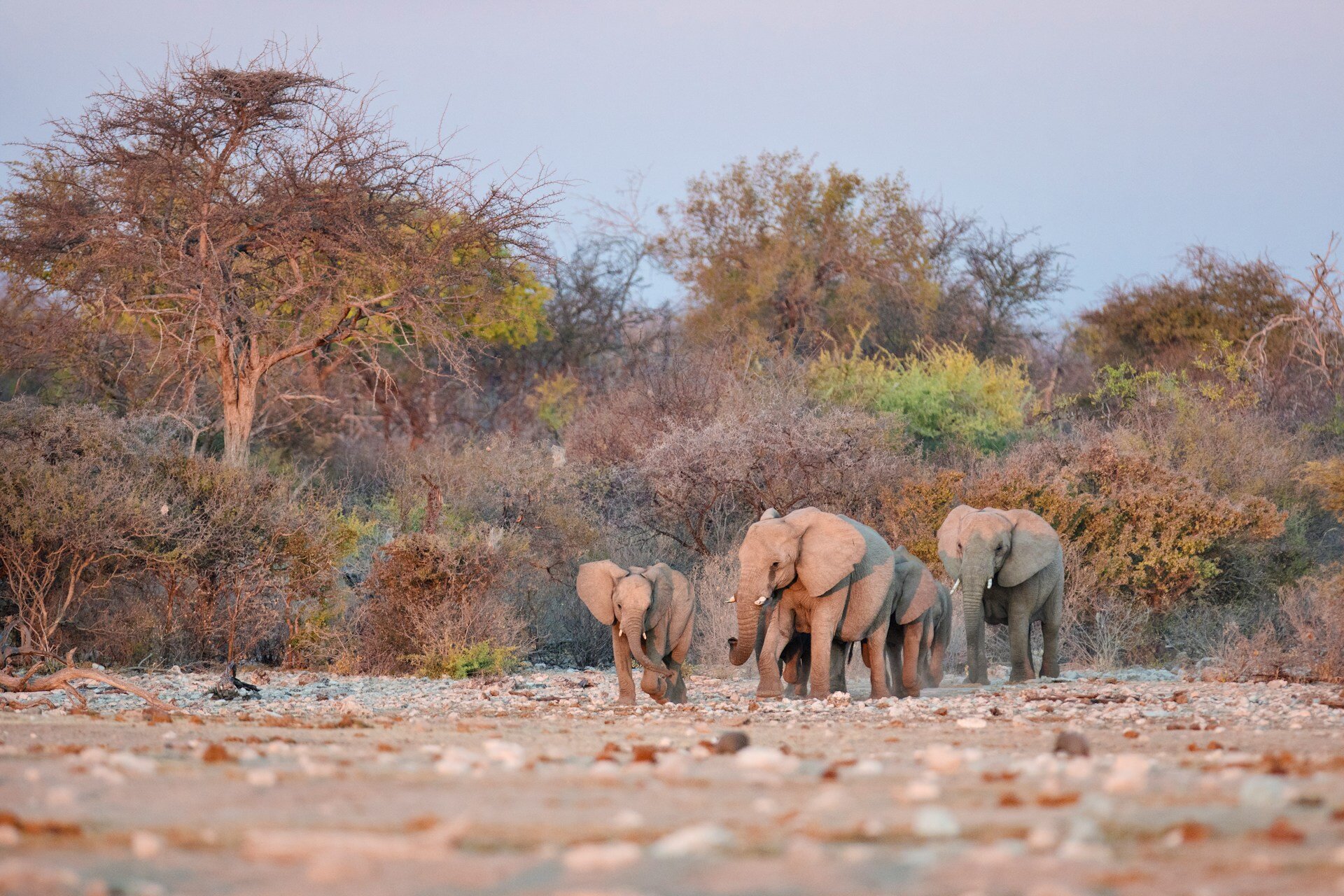 Namibia-Elefanten-the-family-project