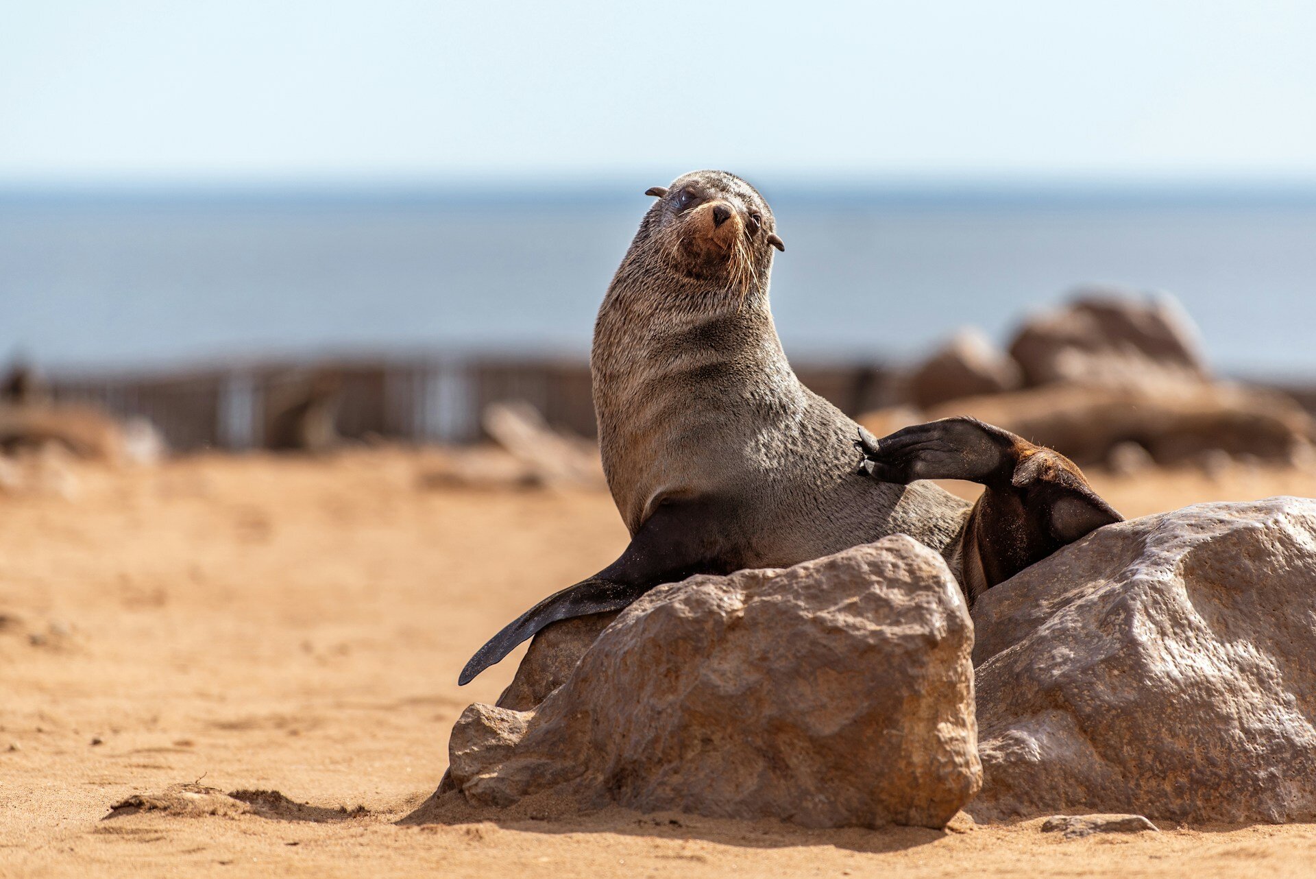 Namibia-Robbe-Familienreise