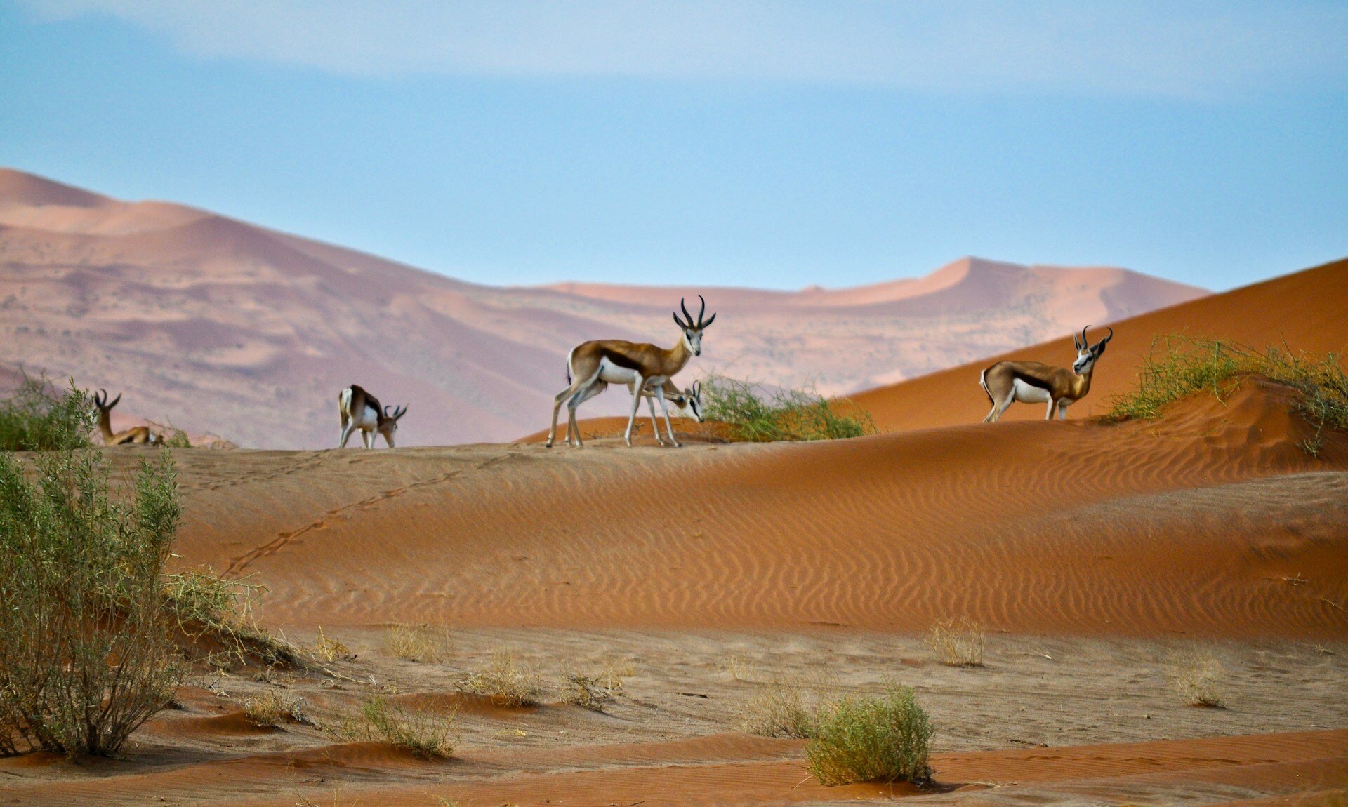Namibia-Wüste-rundreise-mit-kind