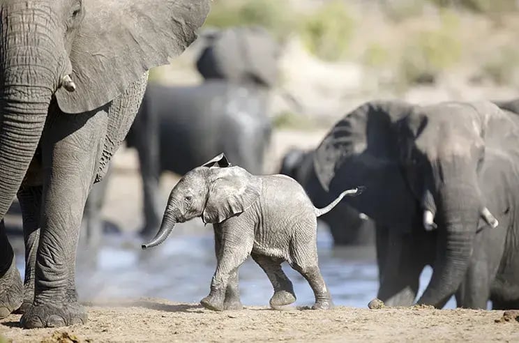 Babyelefant in Herde