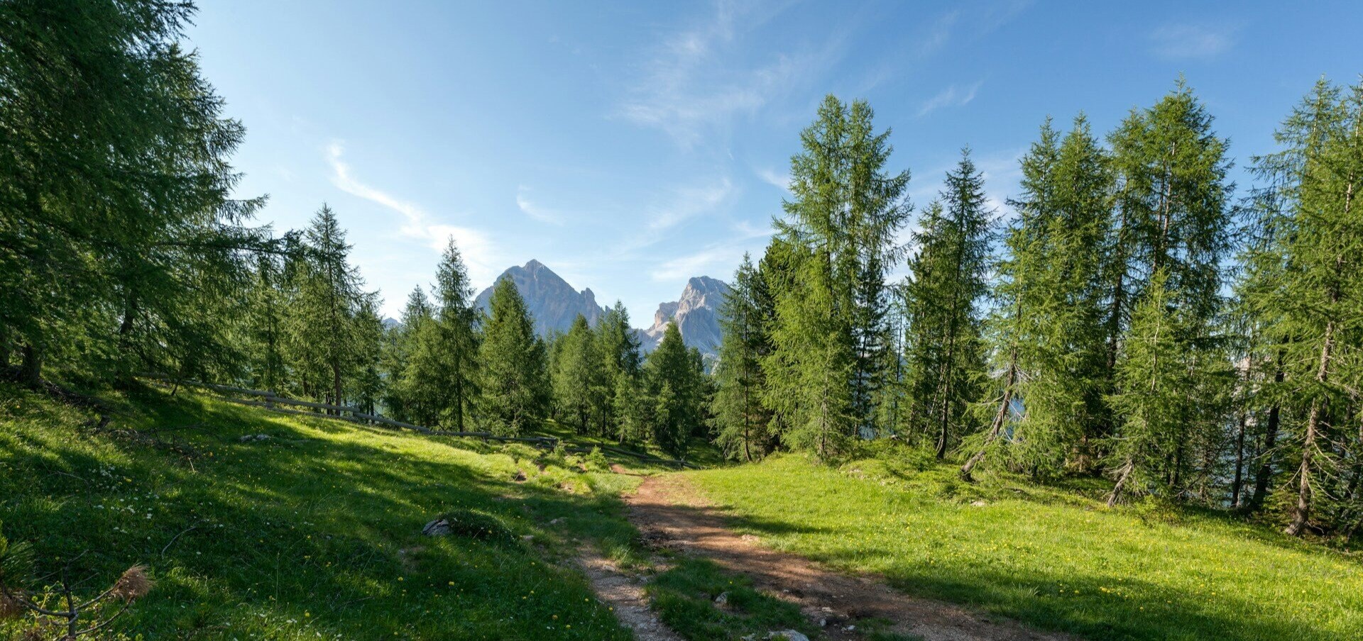 grüne Waldlandschaft bei blauem Himmel