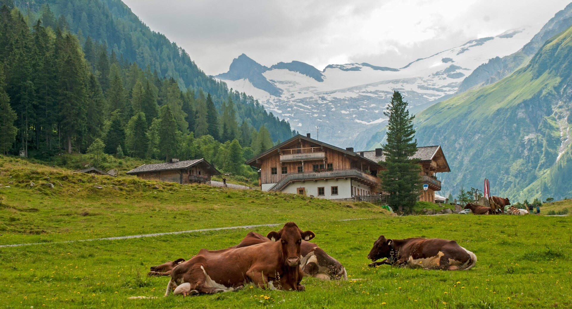 österreichische Landschaft mit Kühen