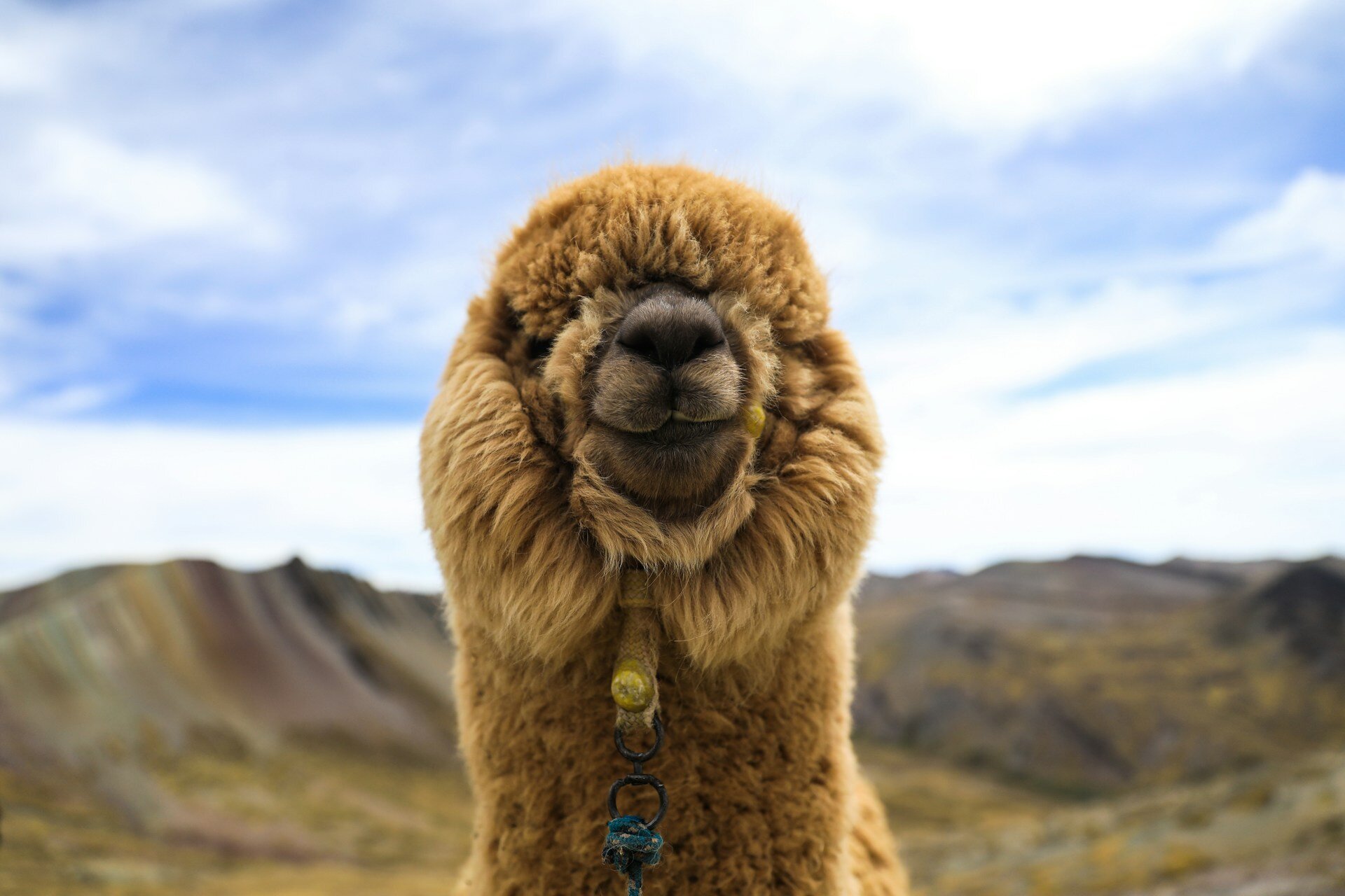 ein glückliches Lama