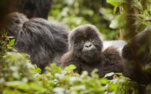 8-ruanda-entdeckungstour-familienluxusreisen