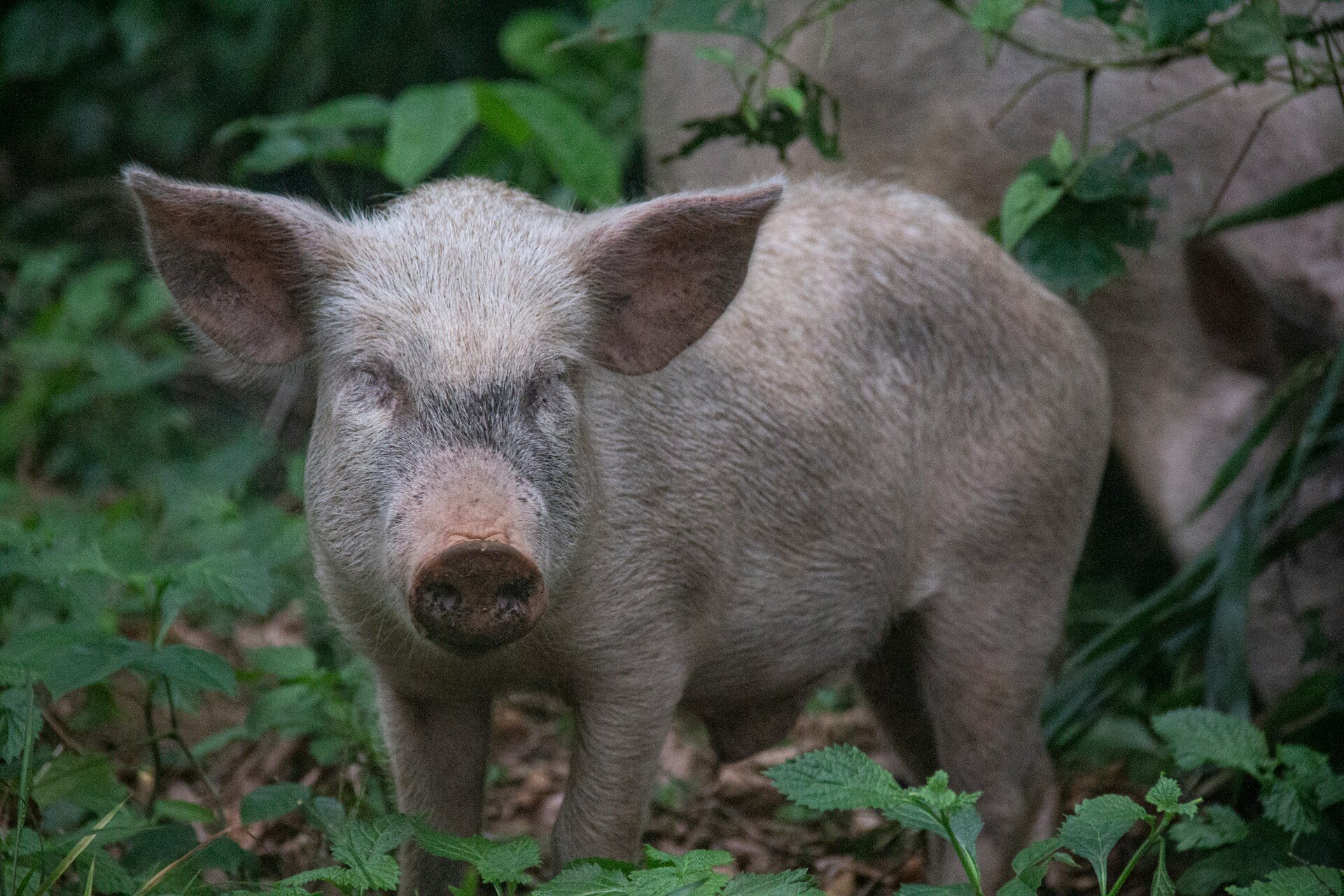 kleines Schwein in grünem Wald
