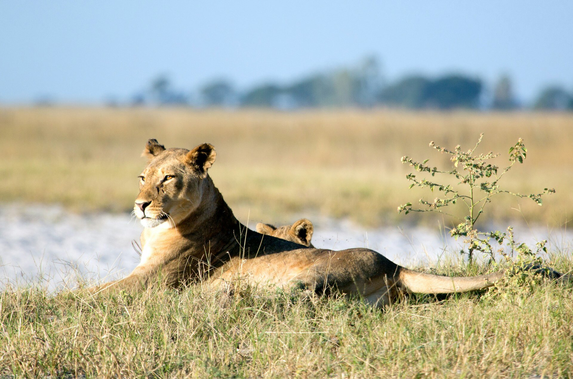 Löwe in Savannenlandschaft
