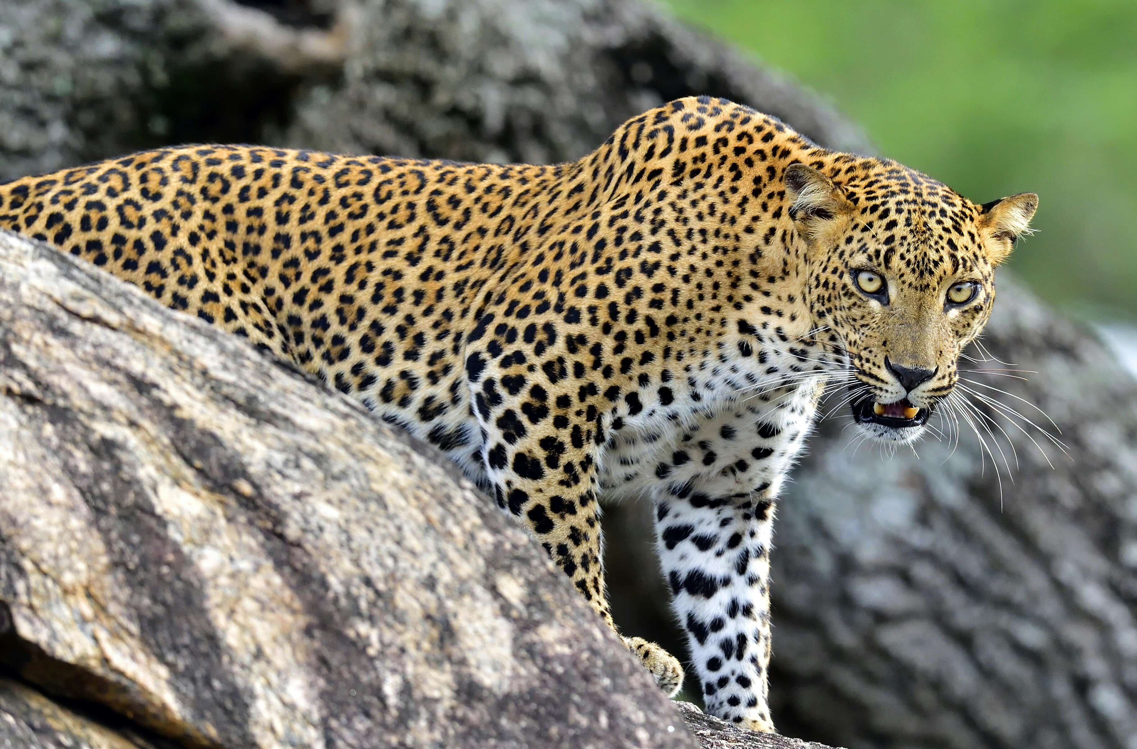 leopard-sri-lanka