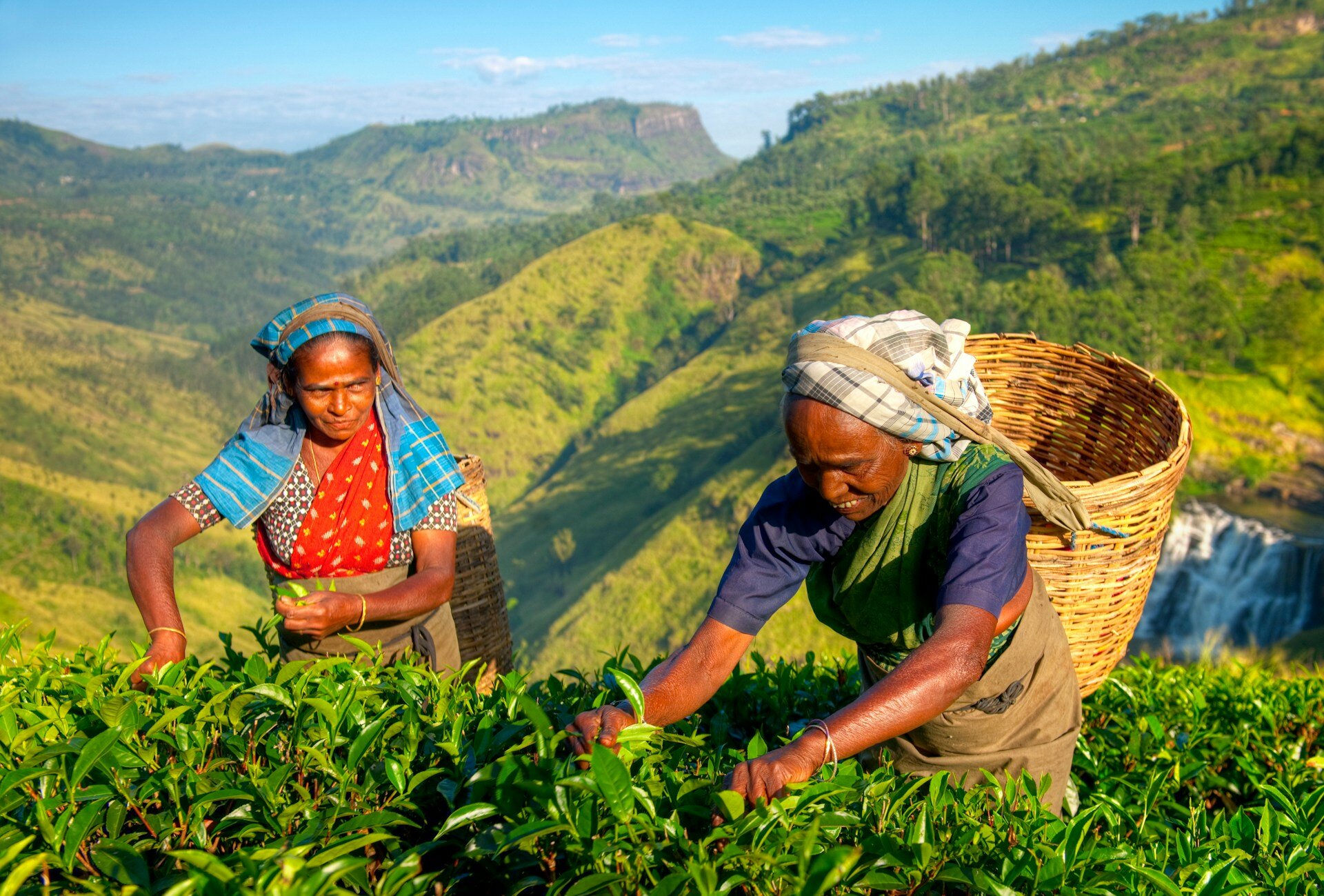 sri-lanka-teeernte-reise-mit-kind