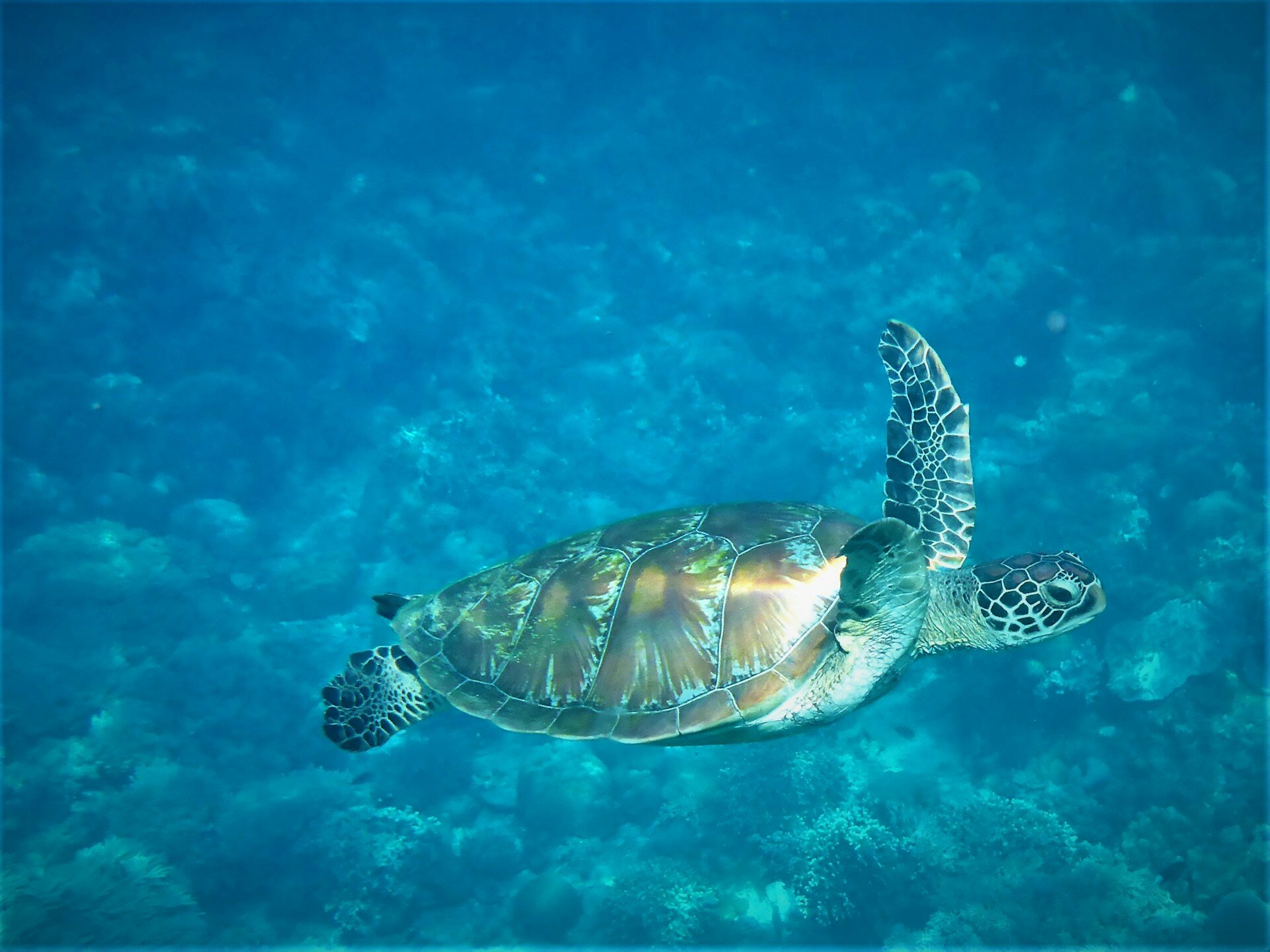 St-Lucia-Wasserschildkröte