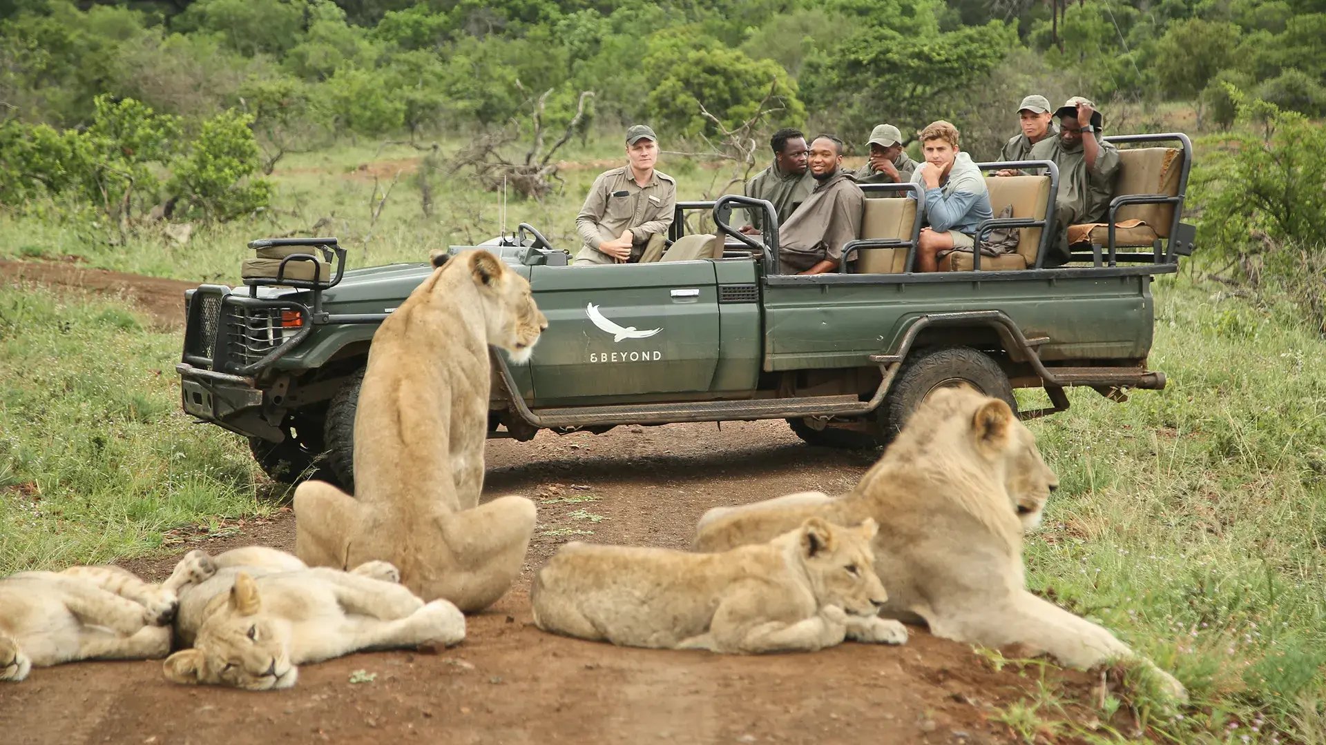 Löwen vor Safariauto 
